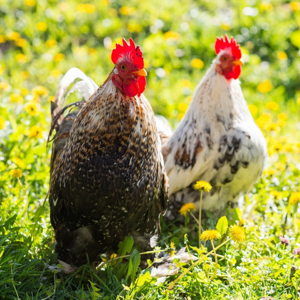 Rooster and hen standing in grass together like an old married couple