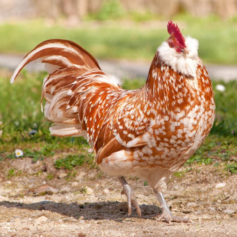 Stunning Wyandotte rooster standing on ground