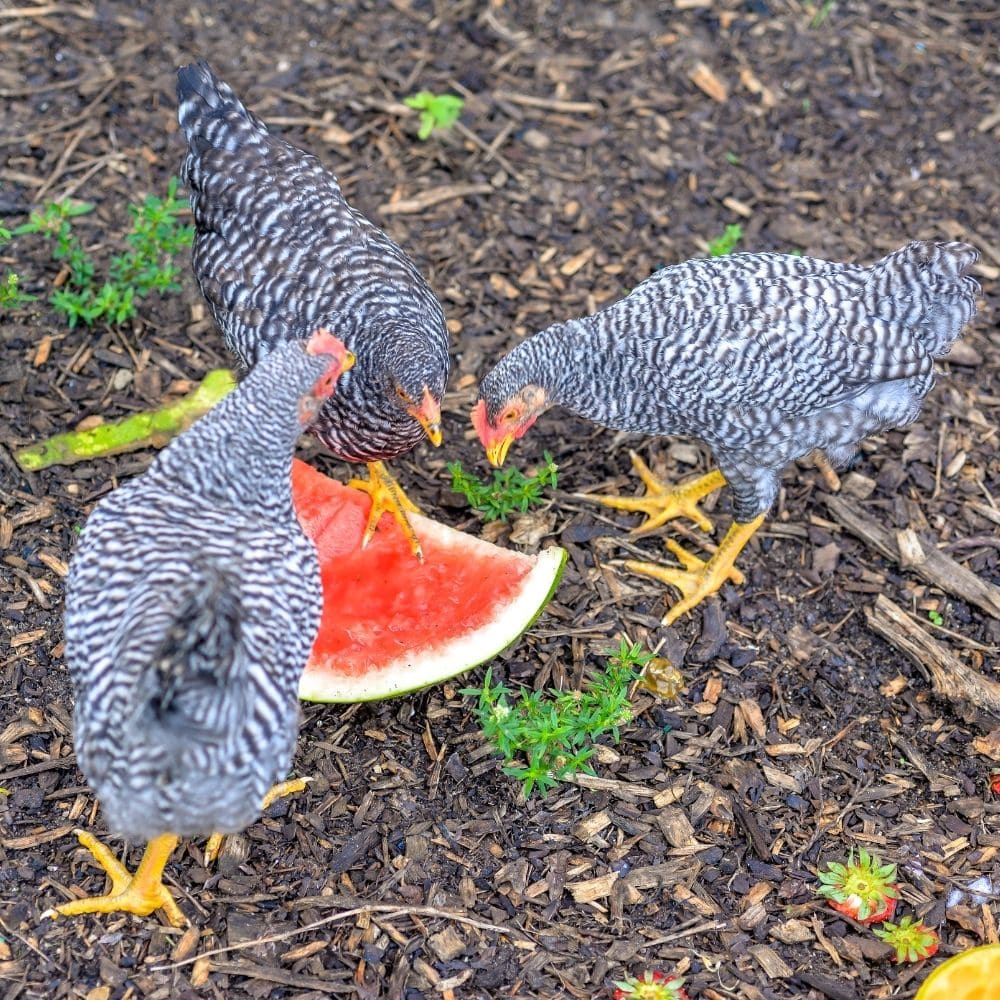 Three barred rock chickens eating watermelon