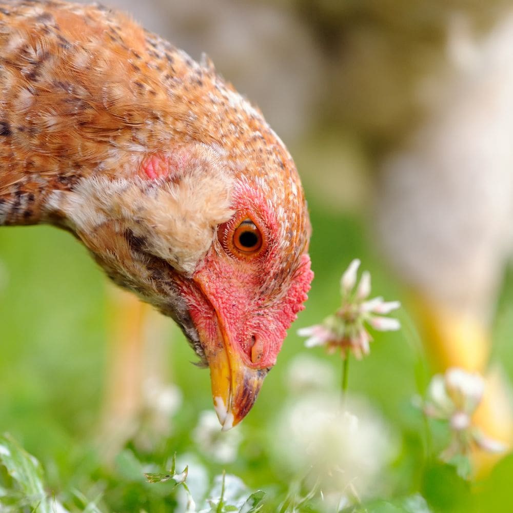 Up close of chickens head while she is eating grass