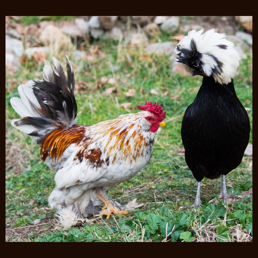 Sultan and Polish chickens standing together on grassy terrain