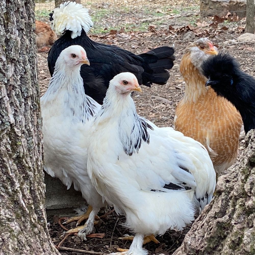Brahmas and Polish and Silkie and Easter Egger chickens