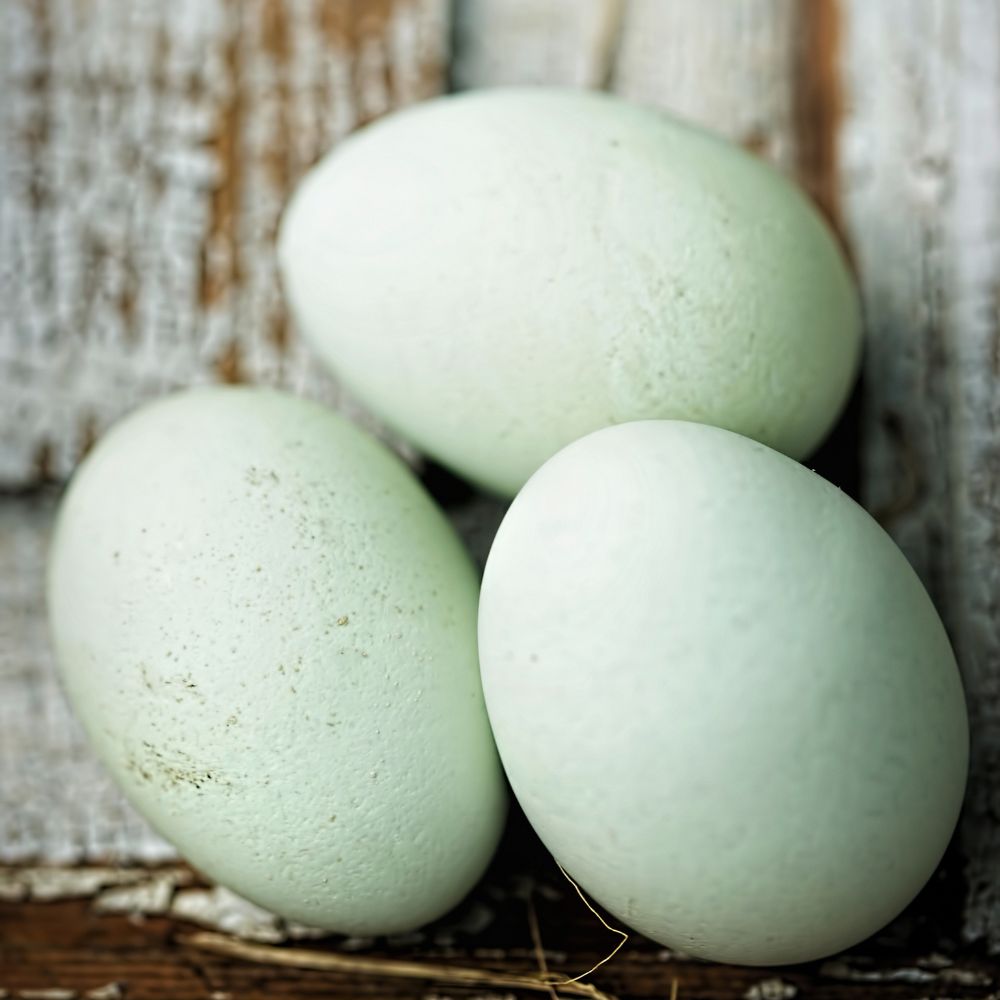 Three eggs with a very light blue tint with blurred hardwood background