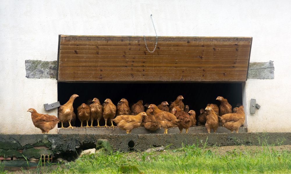 A large flock of chickens in coop opening