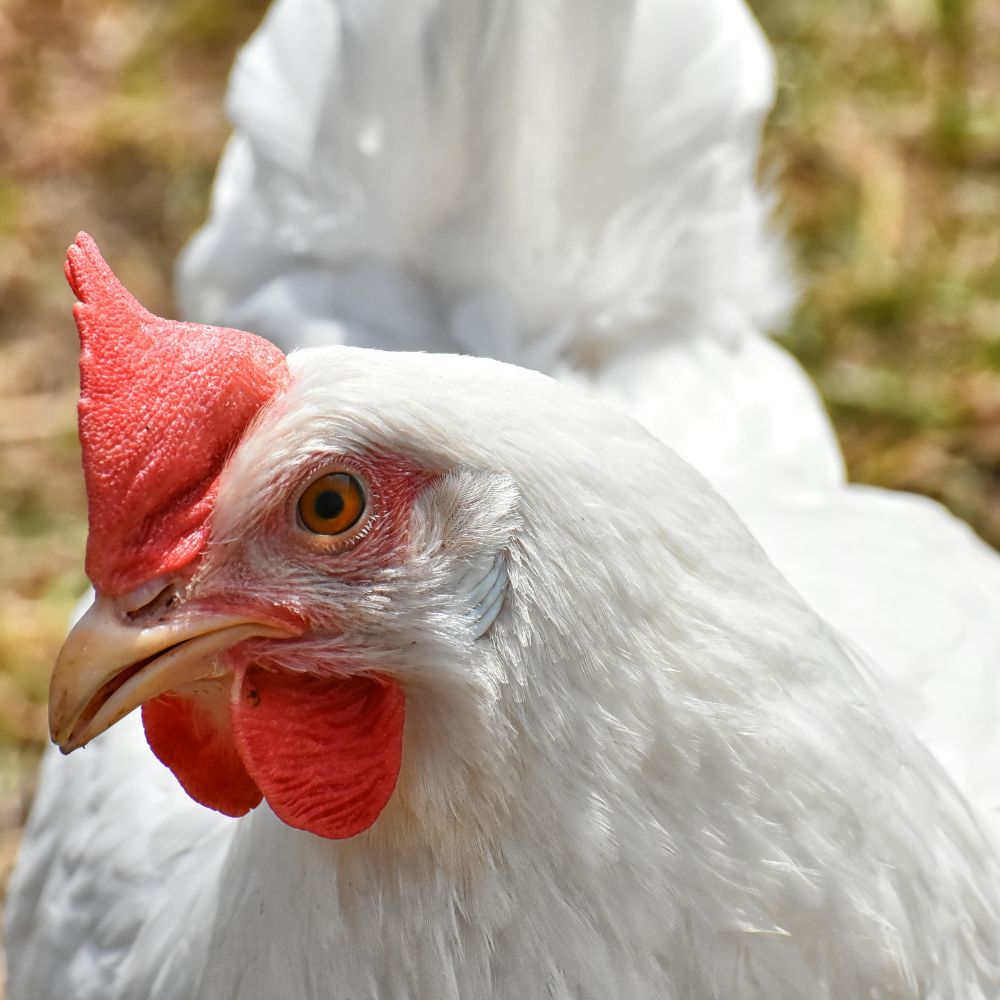 Up close of white chicken, looks concerned