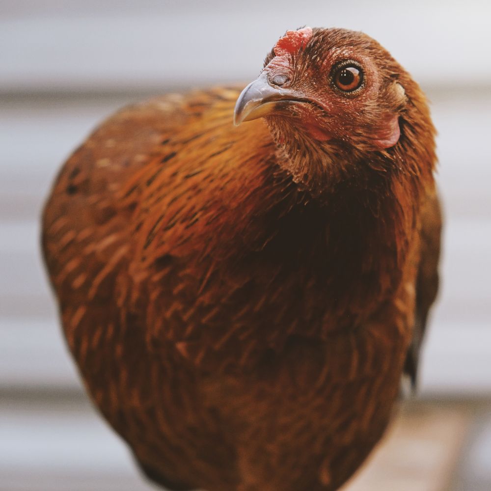 A close up of a concerned chicken