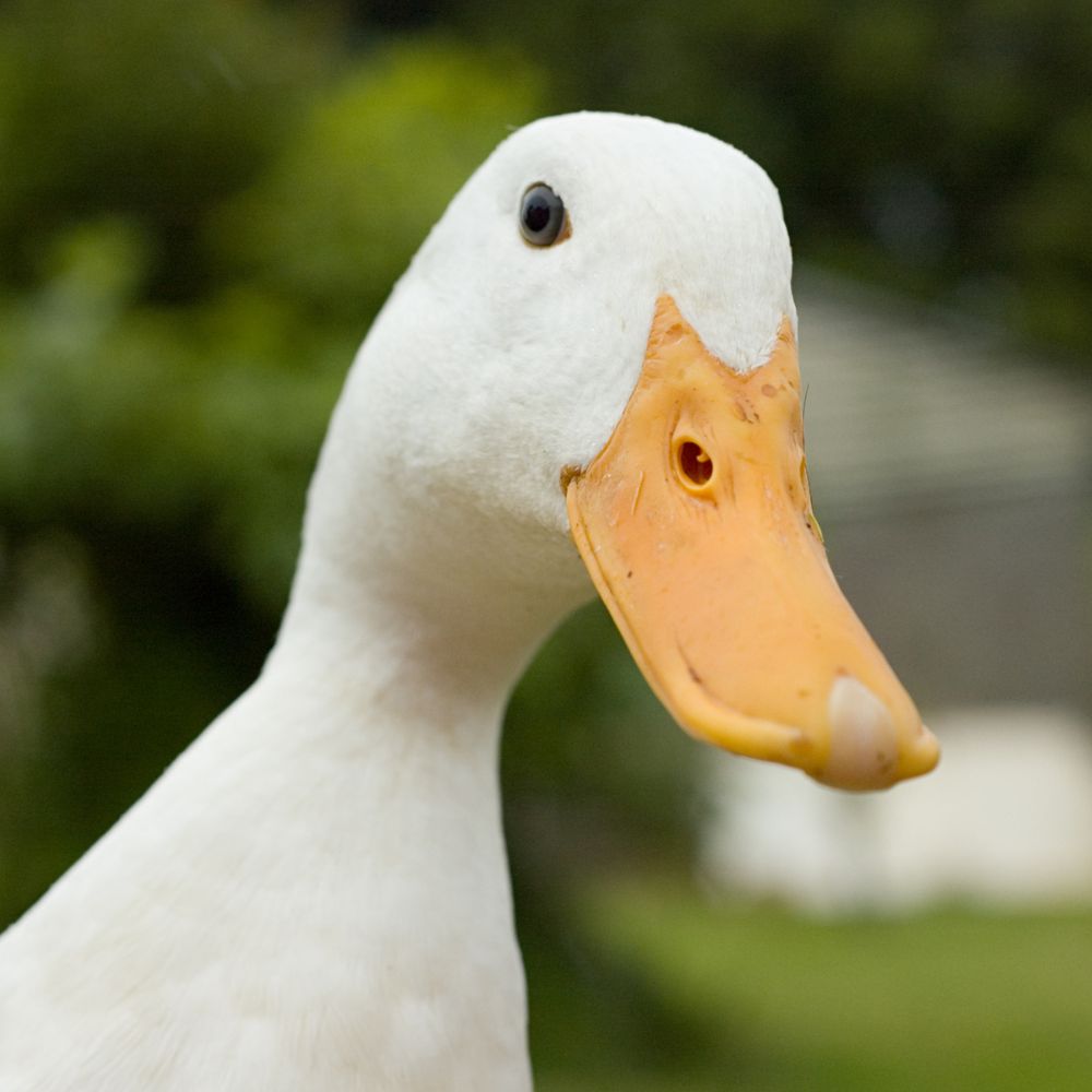 Up close of adorable white duck with blurred background