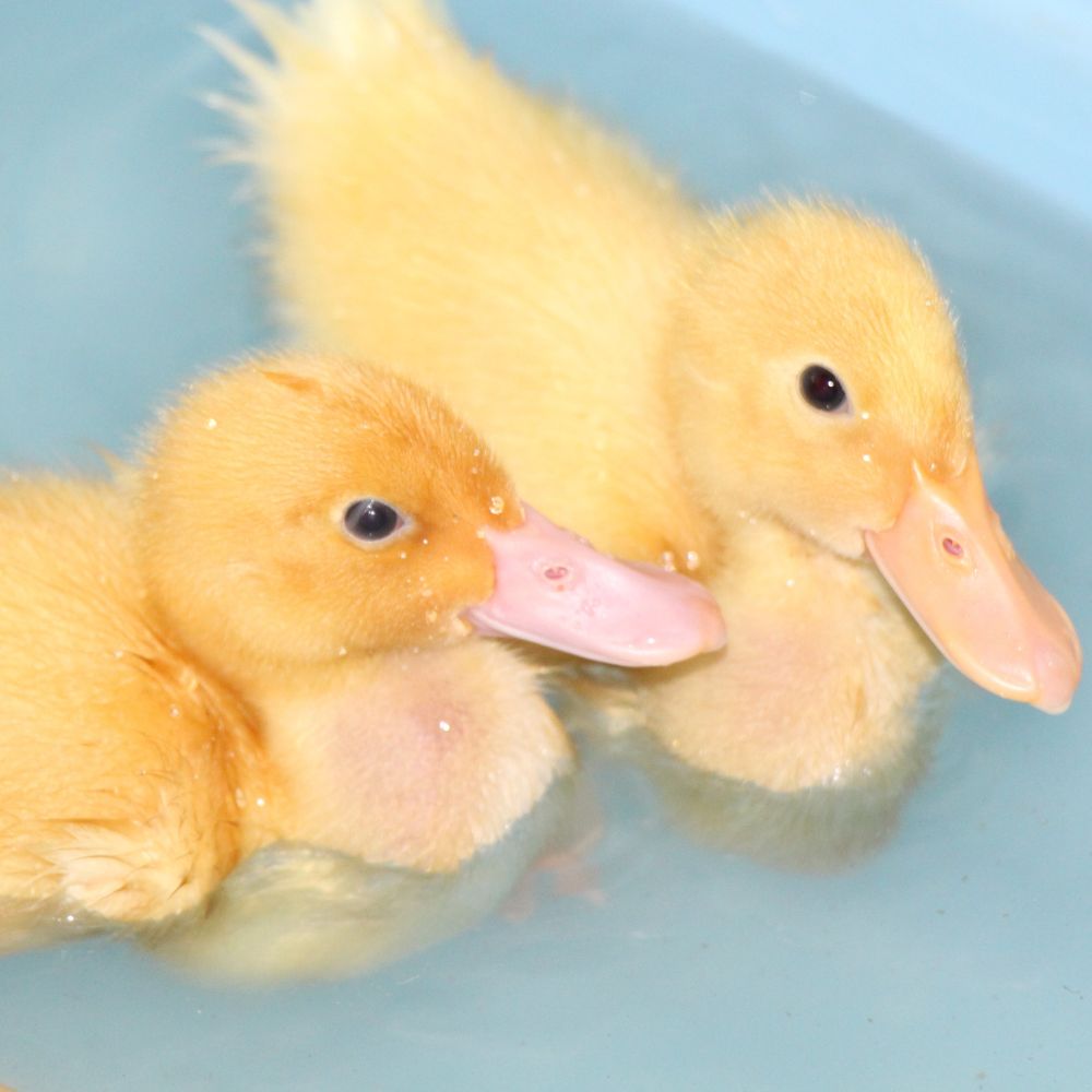 Two ducklings swimming in a pool