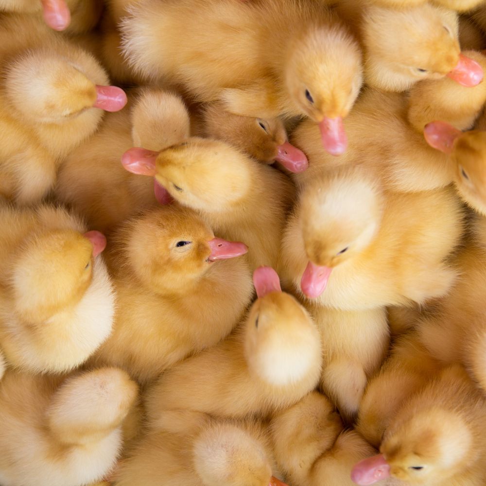 A bunch of newly hatched ducklings up close