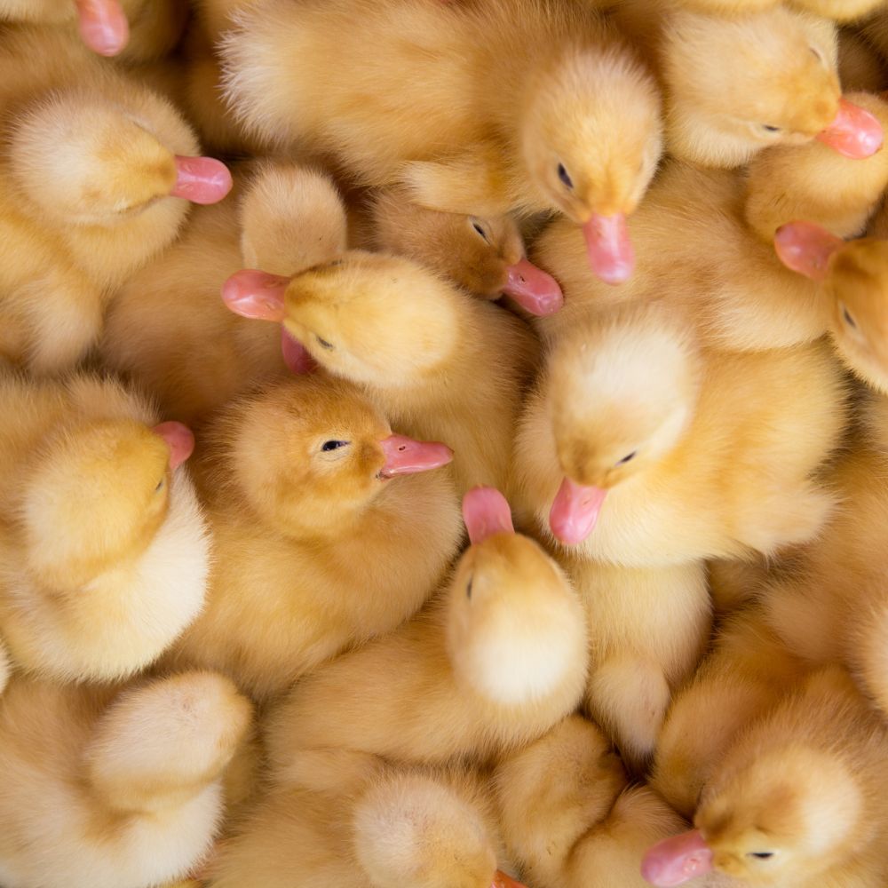 Yellow Baby Ducks Brown And Yellow Ducklings By Mark Taylor