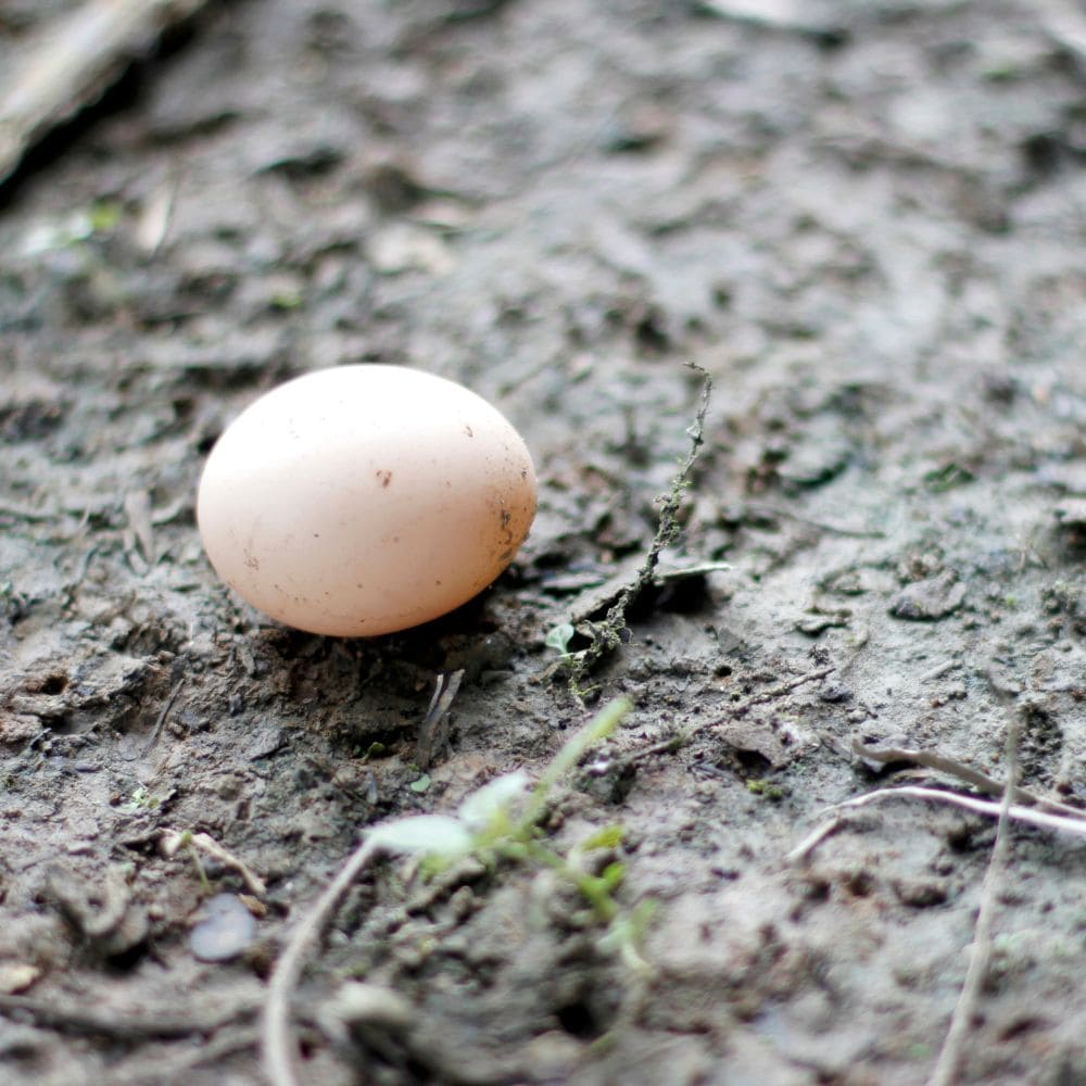 Egg that was laid on the muddy ground