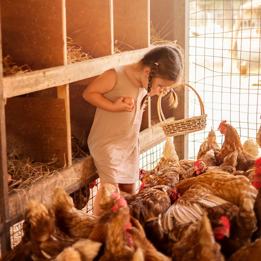 Child in coop surrounded by chickens