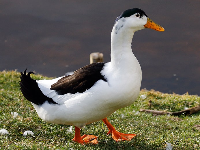 Magpie duck standing on shore of larke