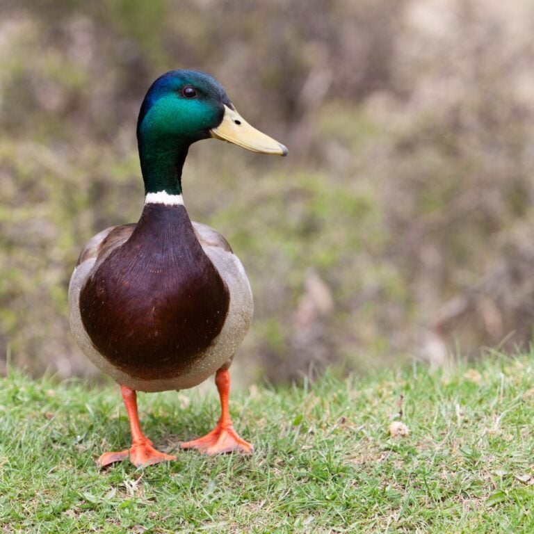 Mallard Ducks – Must Know Facts