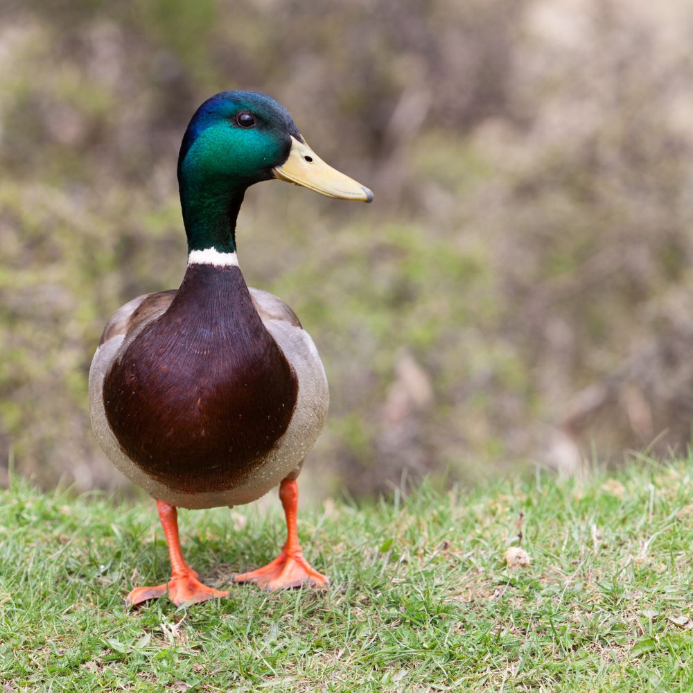 Mallard ducks standing on grass