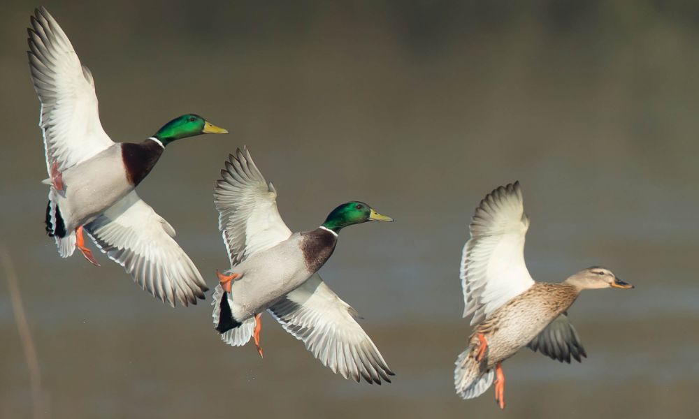 Two drakes and one hen Mallard ducks flying