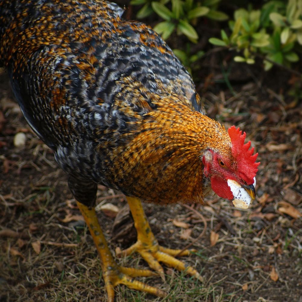Chicken pecking at ground