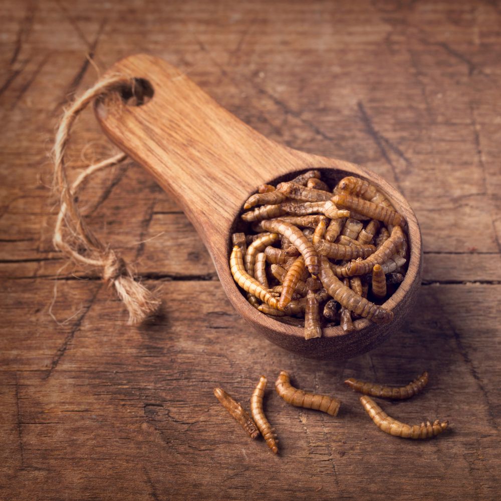 Wooden spoon full of dried mealworms