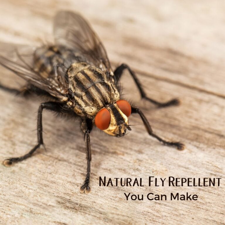 Natural Fly Repellent You Can Make In Your Kitchen (Really)