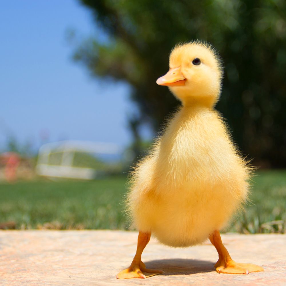 Adorable yellow duckling with blurred background