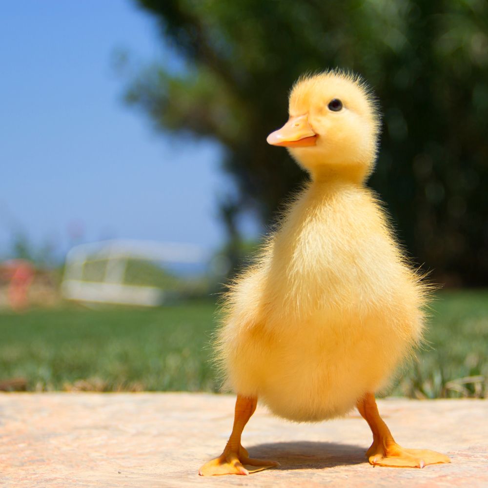 baby ducklings hatching