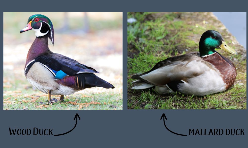 Wood duck vs mallard duck