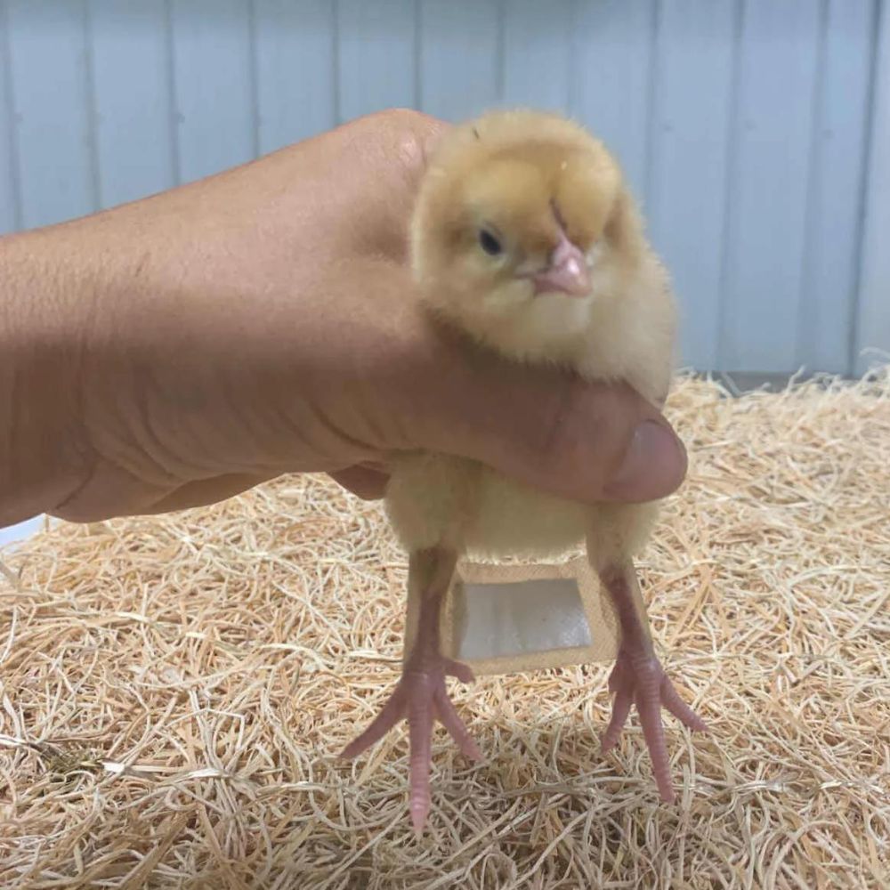 Chick with bandaid holding legs together to fix spraddle leg