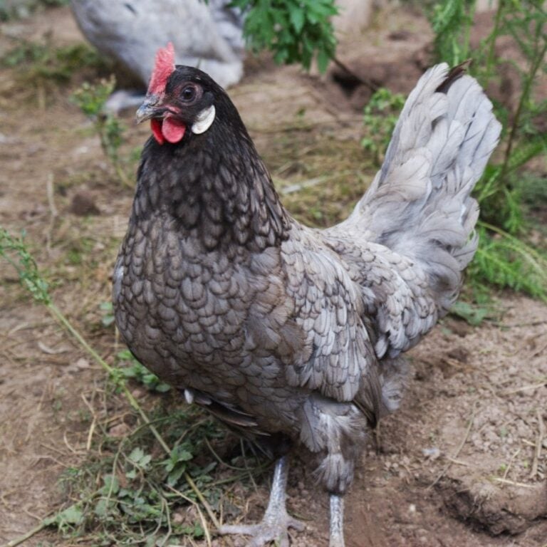 Andalusian Chicken – 5 Fun Breed Facts (Plus More)