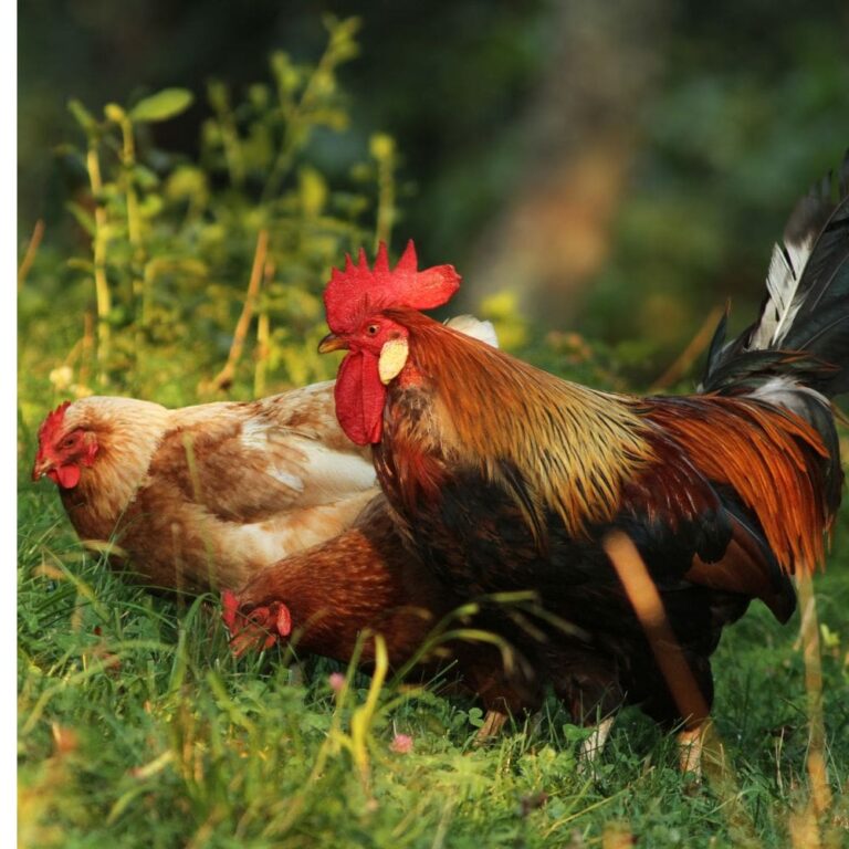 Brown Leghorn rooster and two hens standing in grass