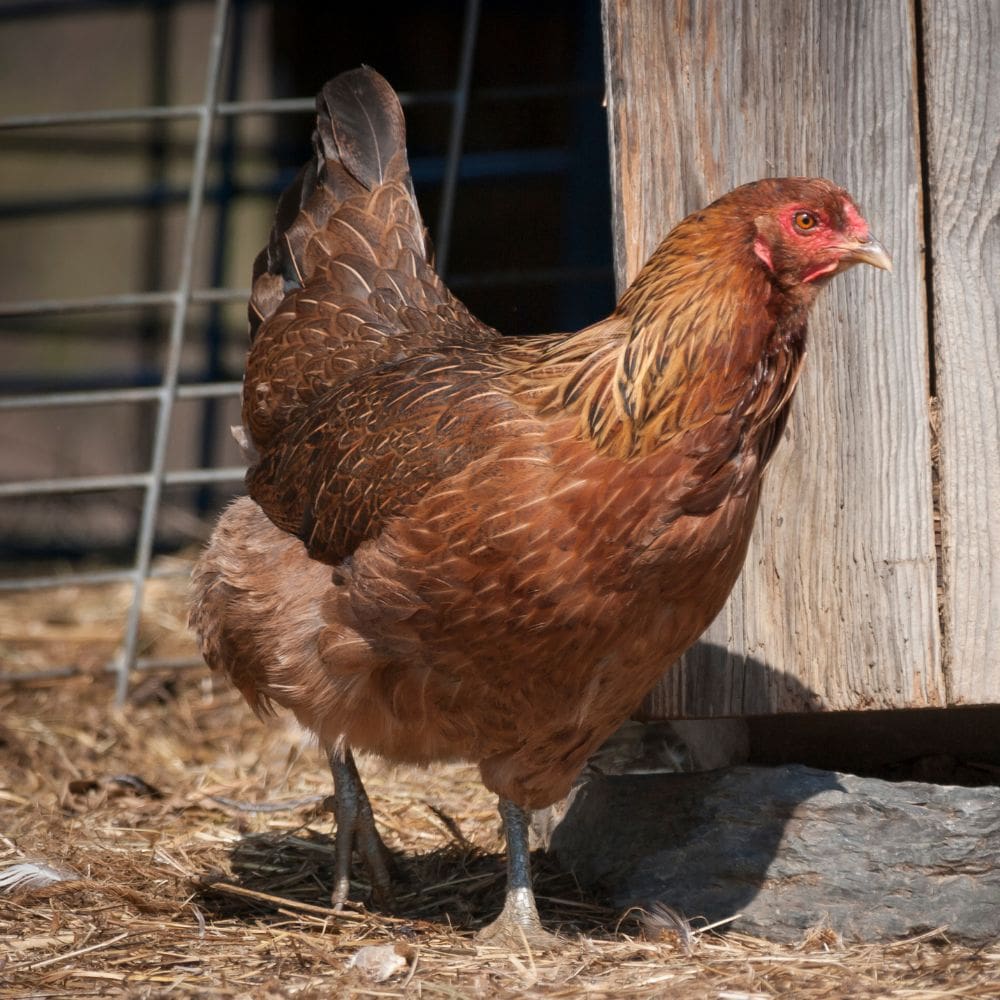 Brown Leghorn hen standing in front of barn door