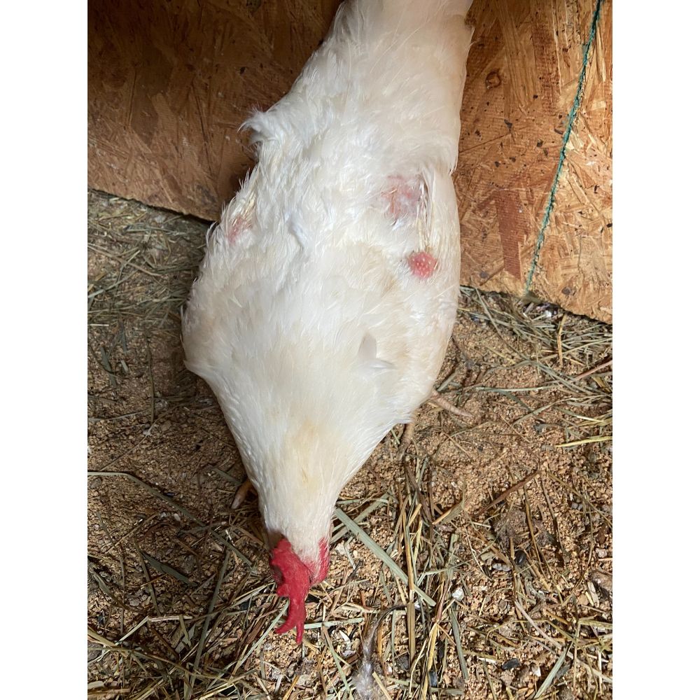 Chicken with feather loss due to rooster mating