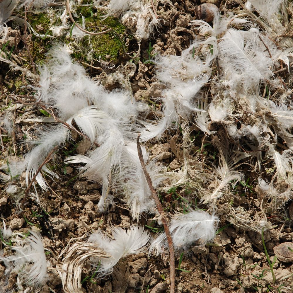 Feathers all over the ground