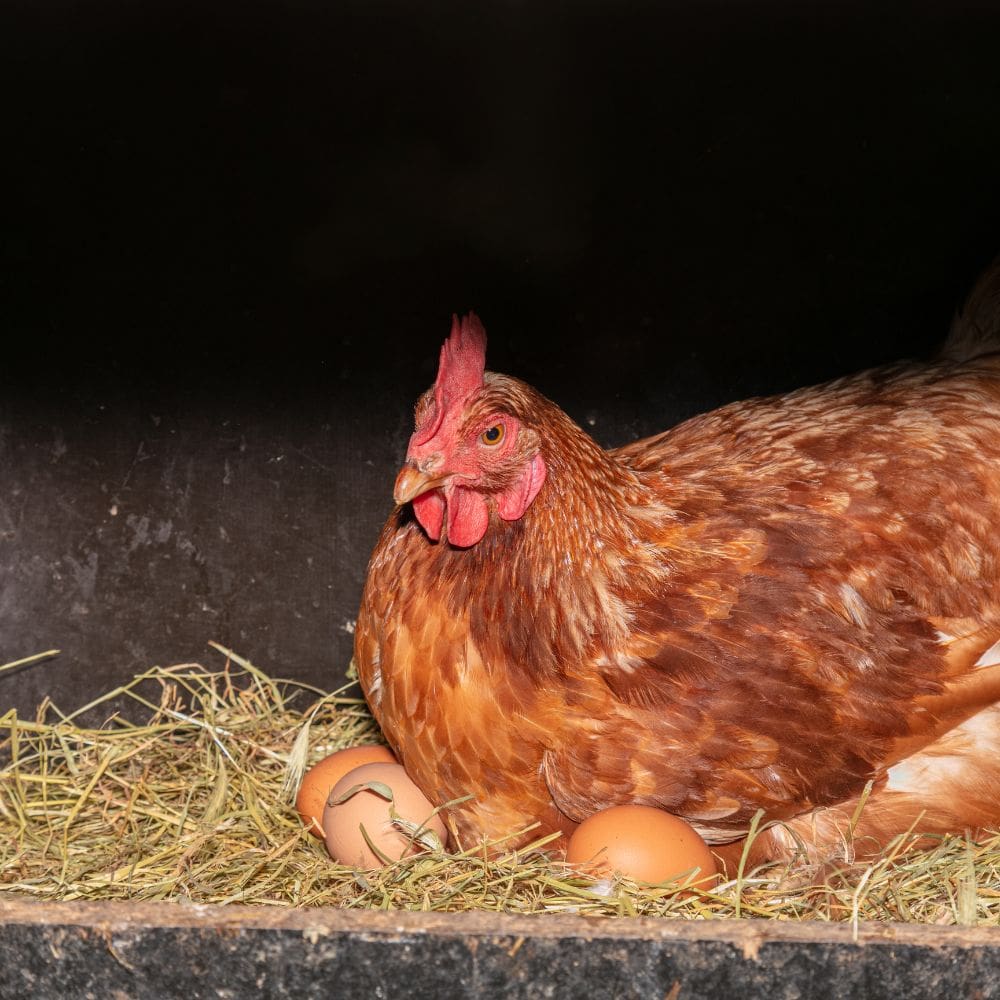 Hen sitting with eggs in a nesting box