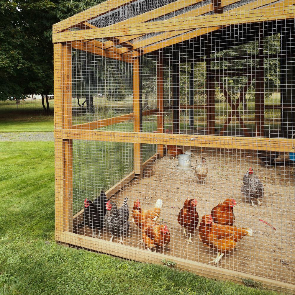 Chickens in a chicken coop