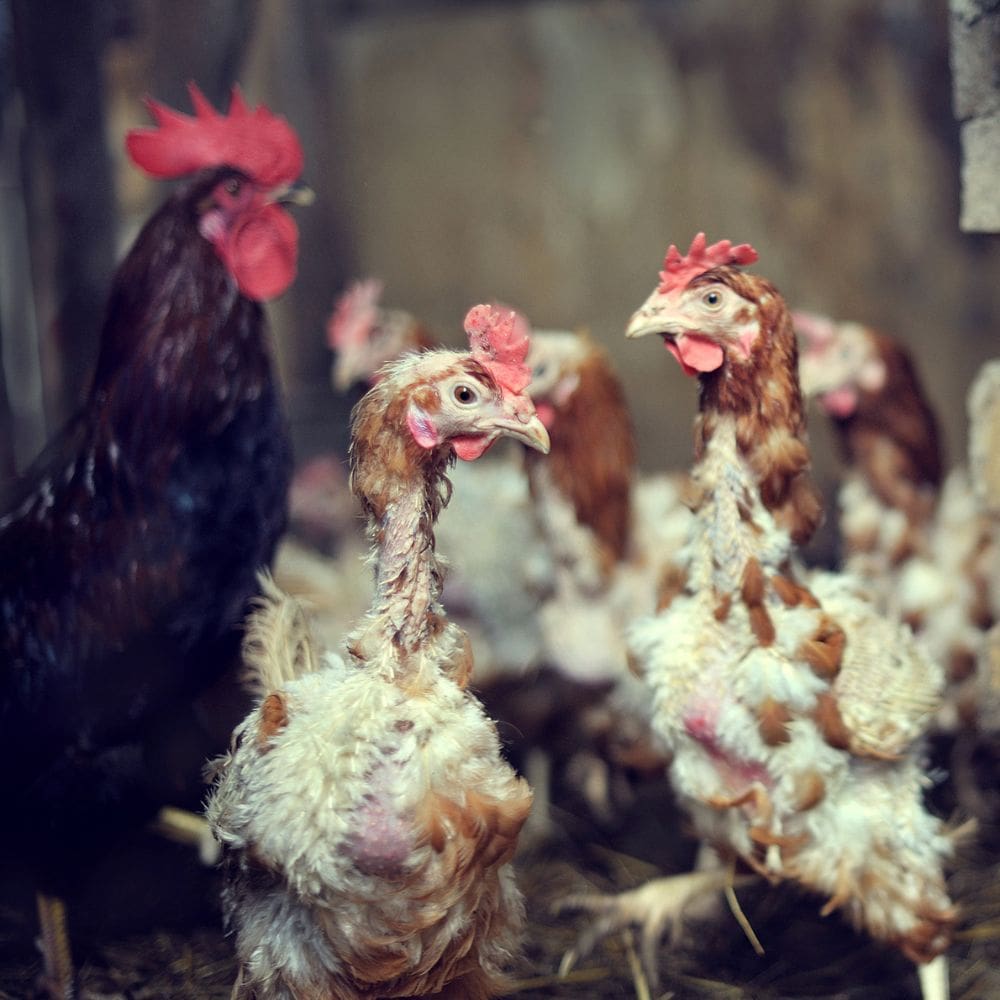 Close up of chickens with lots of feather loss due to molting