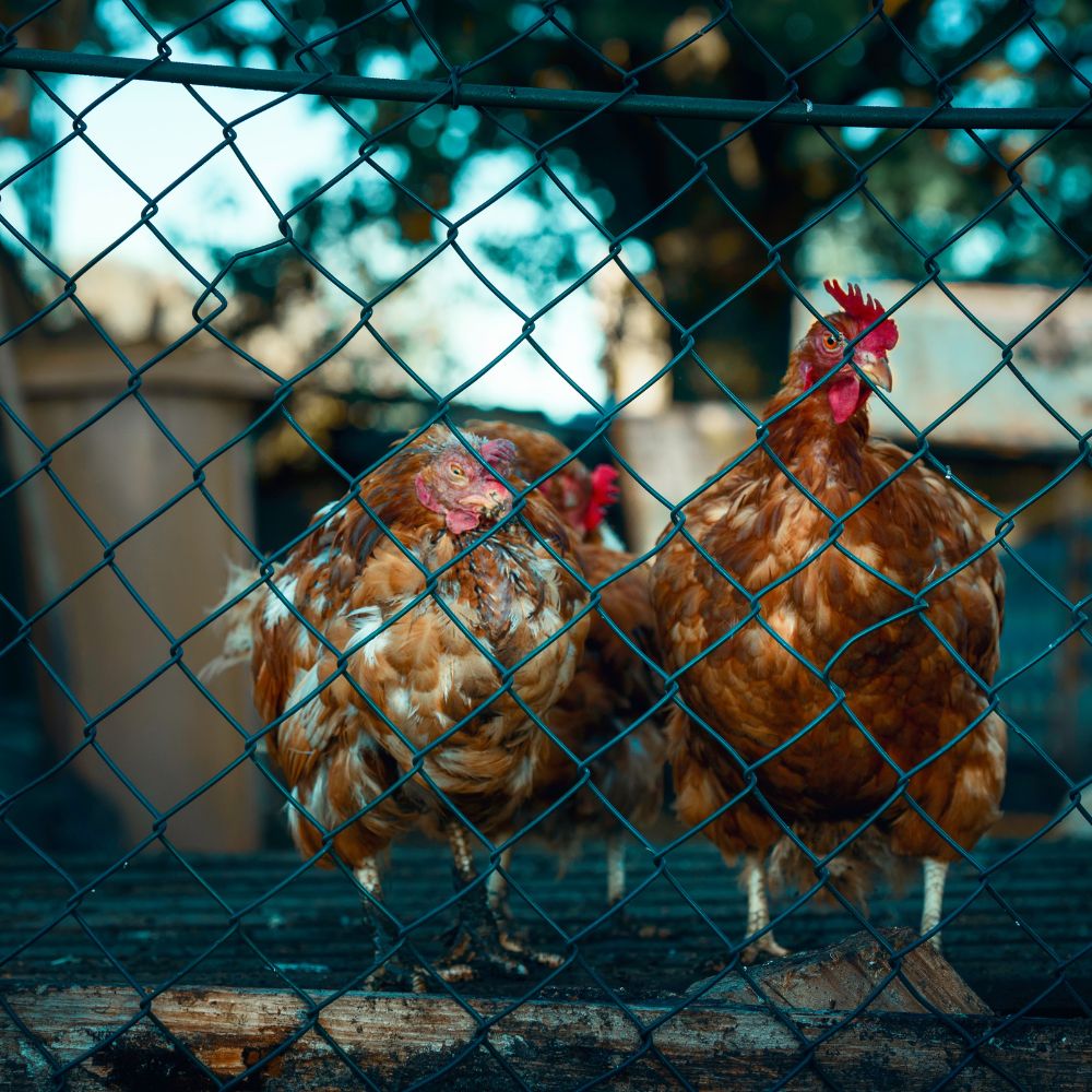 Close up of two hens with minor feather loss from molting