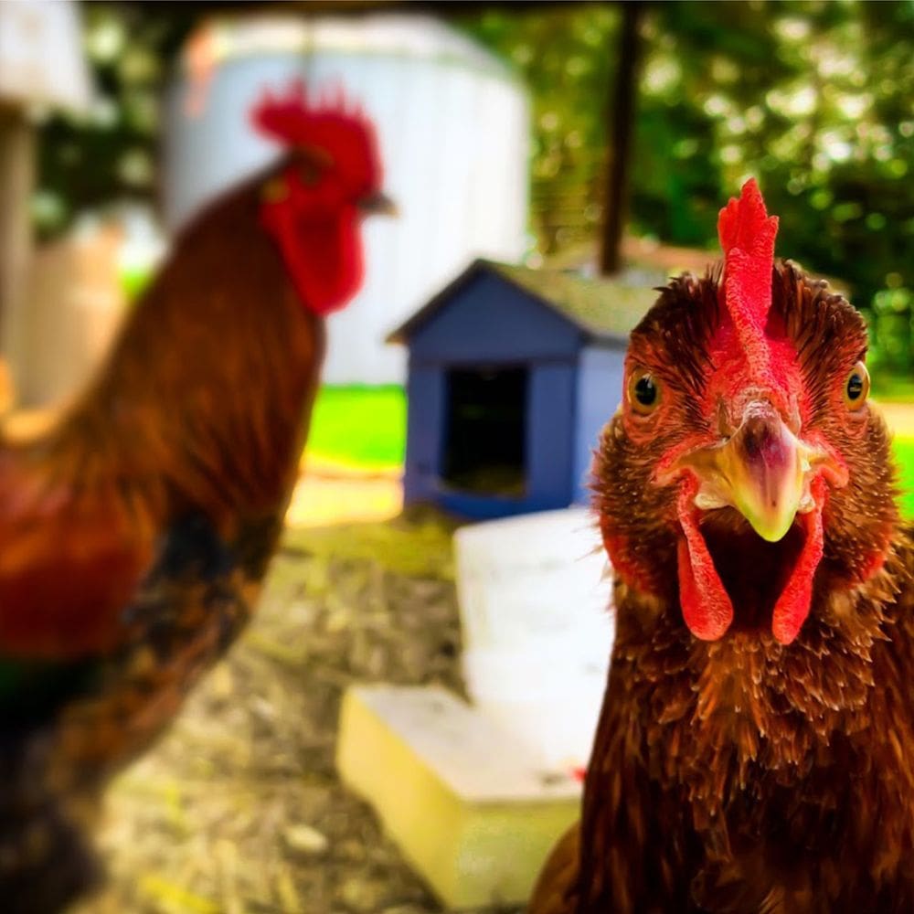 Up close of chicken with blurred background that has a rooster and a dog house