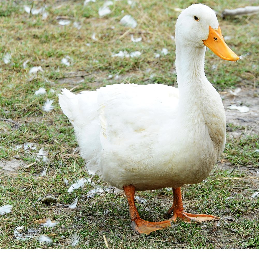 White duck standing in grass with feathers all over the ground due to molting