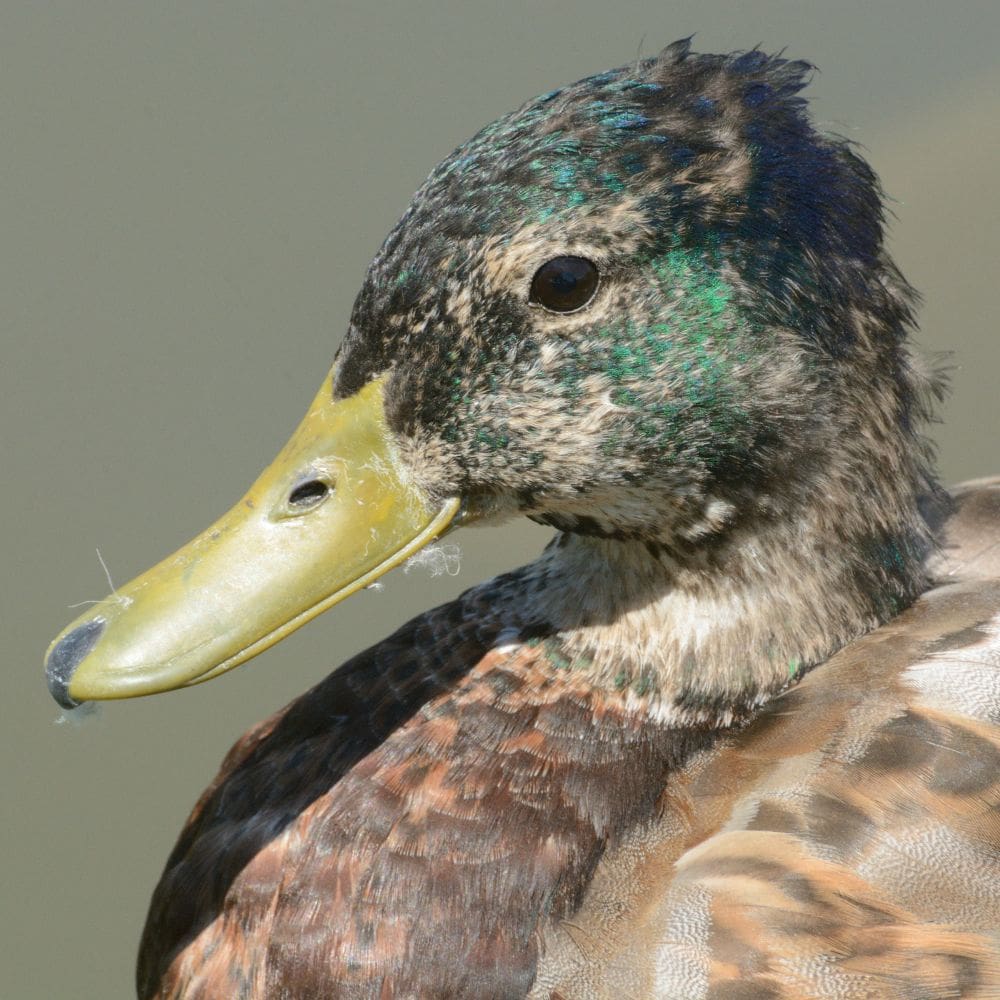 Up close of Mallard duck who is molting