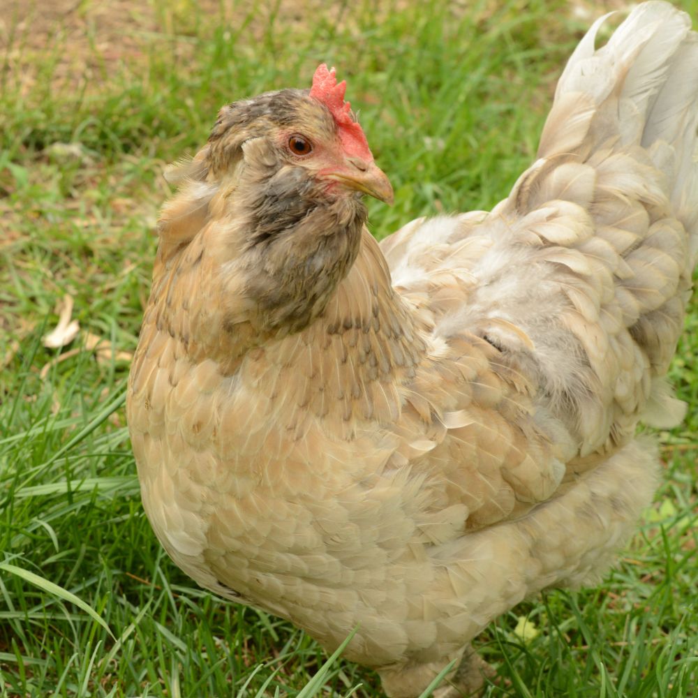 Easter Egger Hen standing in green grass