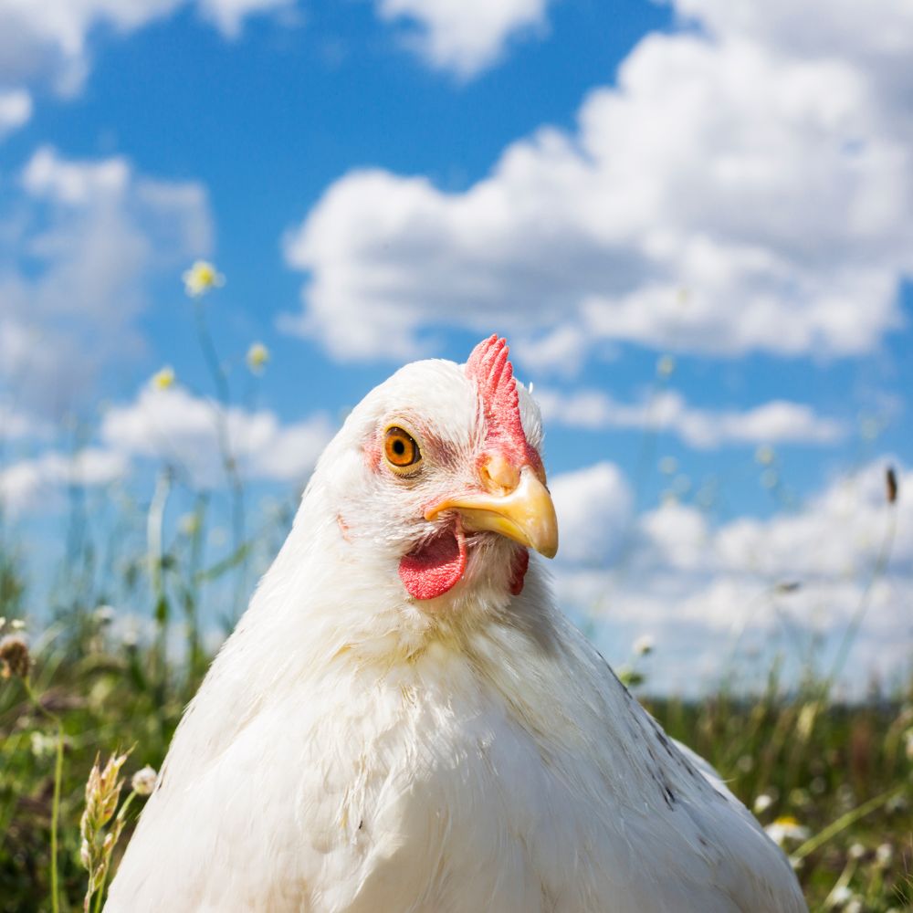 White hen up close with blue sky and white clouds behind her
