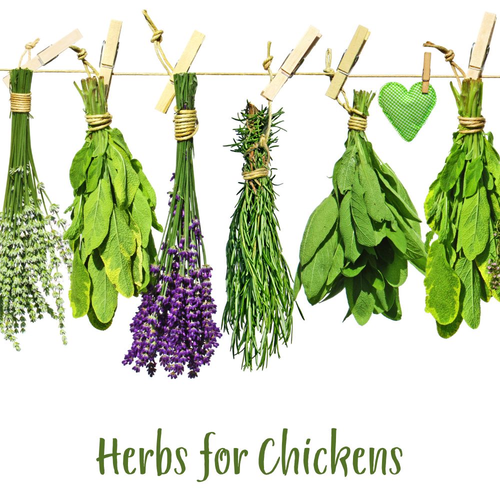 Fresh herbs hanging up on a line to dry