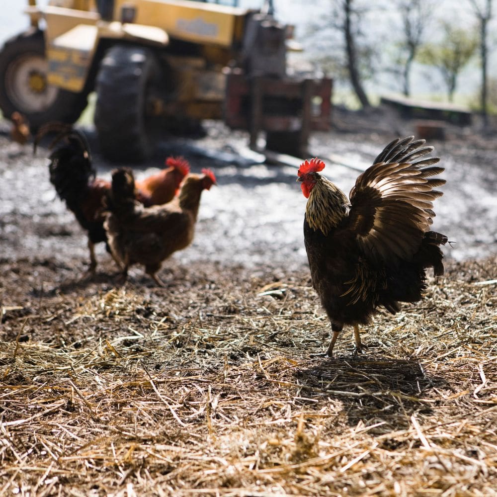 A rooster flapping wings with two hens and a tractor blurred in the background