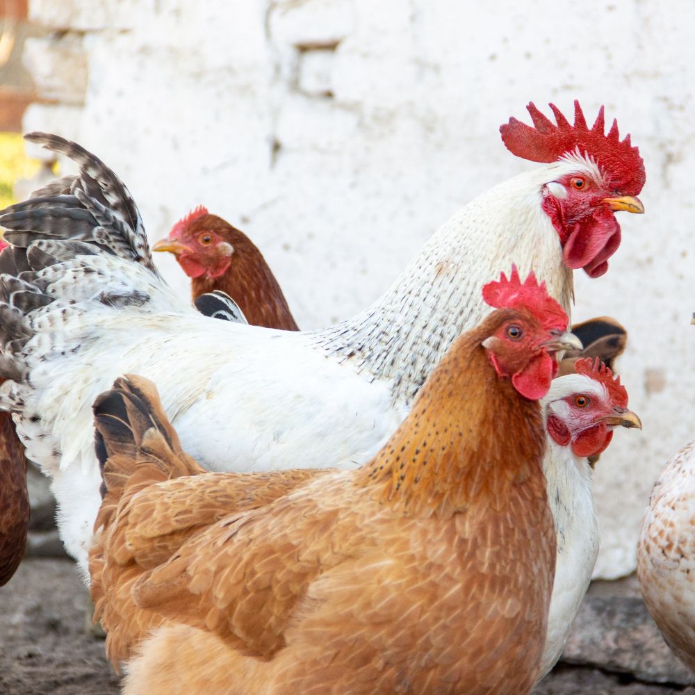 Several chickens standing in front of a white brick wall