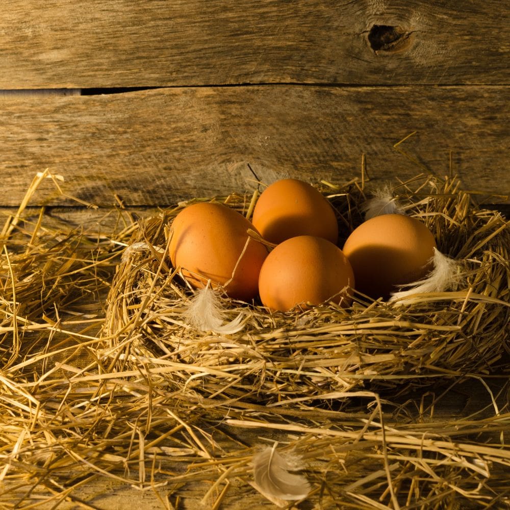 Eggs in straw nest with barnwood background