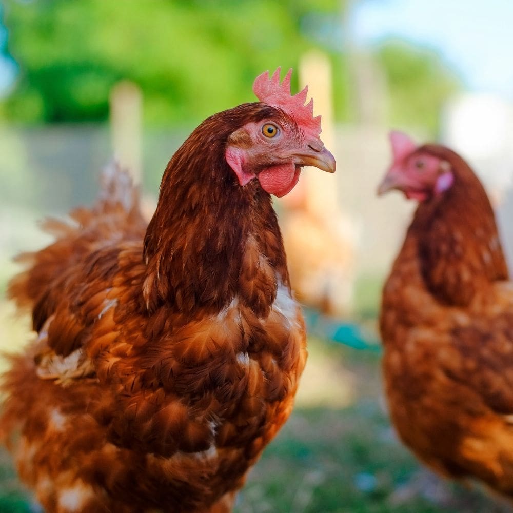 A close up of a red hen with a another hen in the blurred background