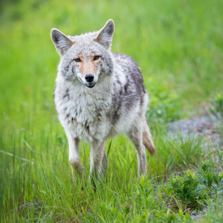 Coyote standing in green grass