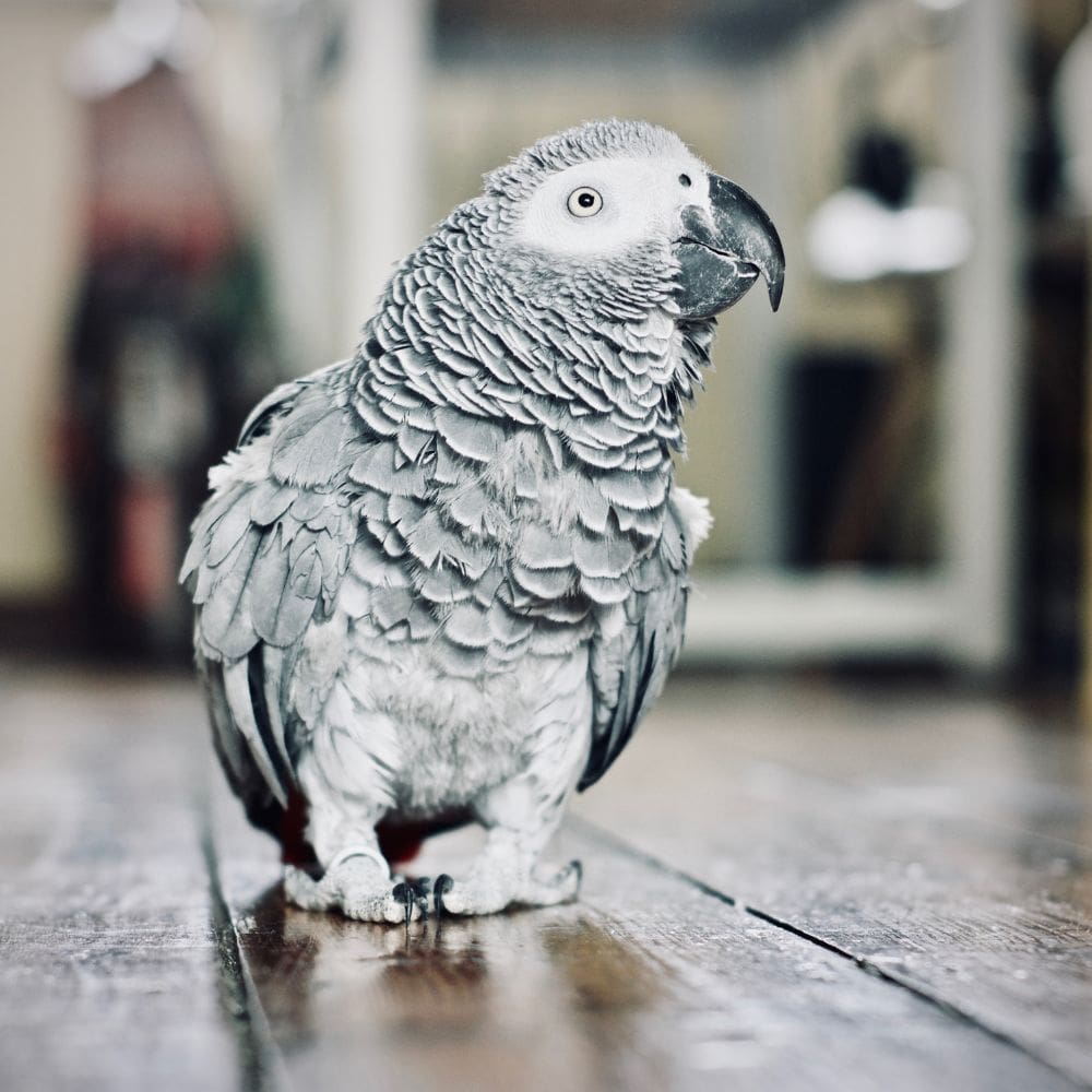 African Grey Parrot standing on wood floor with blurred background