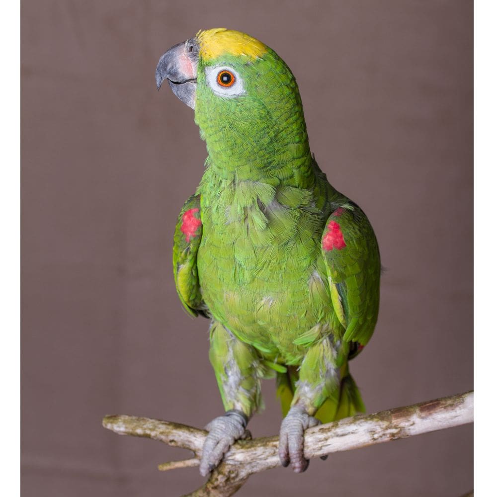 Amazon Parrot standing on brand perch with gray background
