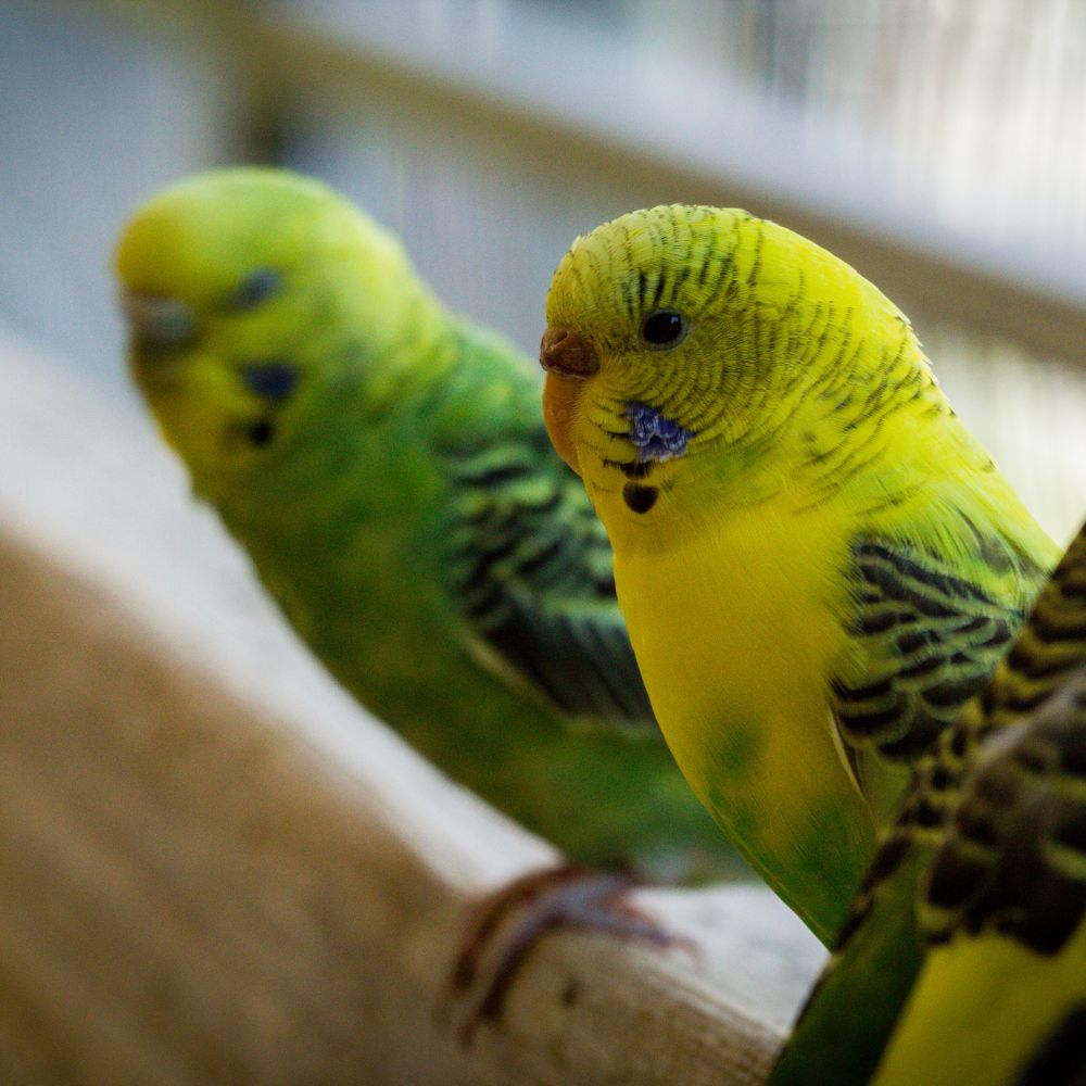 Budgerigar Parrots up close standing on a perch